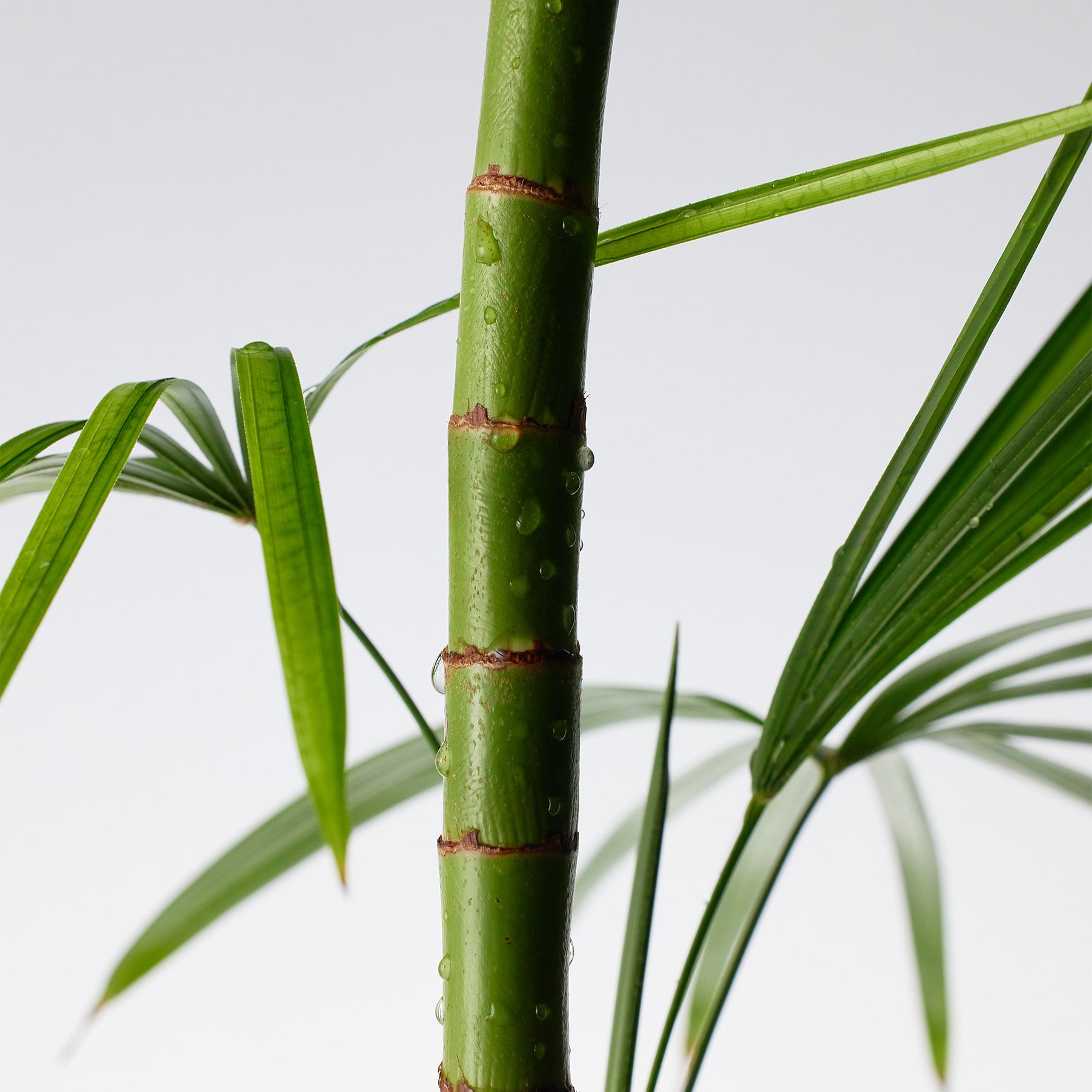 Close-up of a green plant stem with leaves on a light gray background