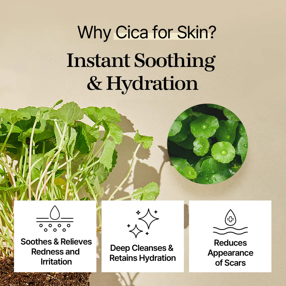 Cica plant with benefits listed on a beige background